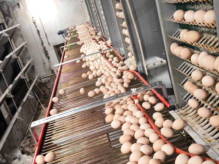 Egg Conveyor connect to egg elevator 