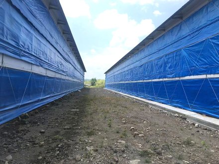 Blue curtain for livestock house 