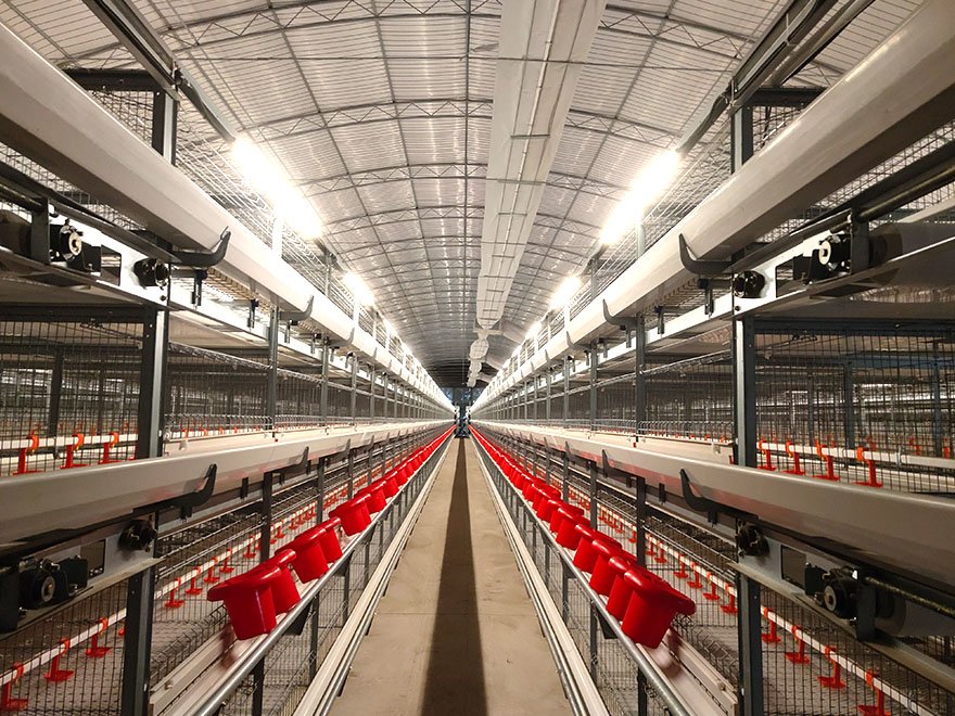 Broiler cage system 