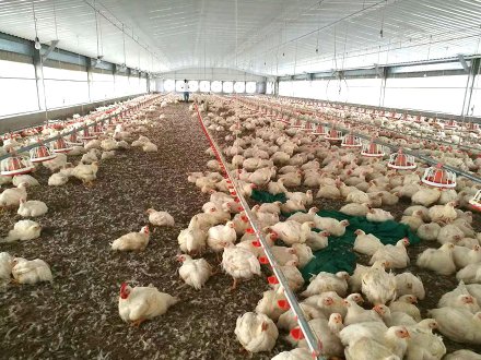 broiler pan feeding system in use 