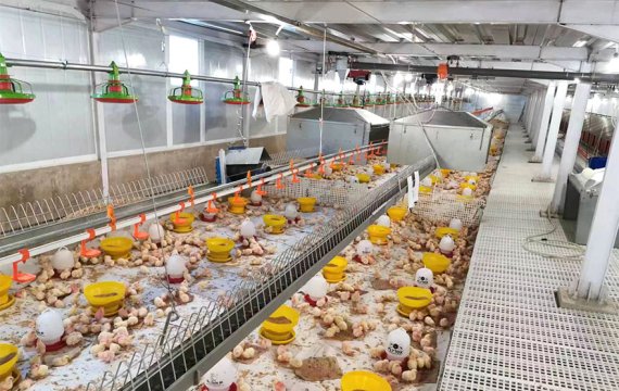 Chain feeding system