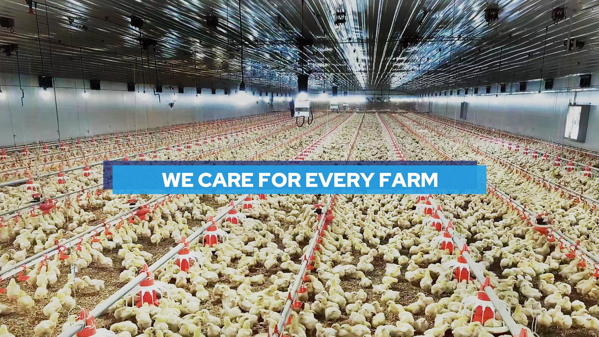 Broiler automatic feeding sytem 