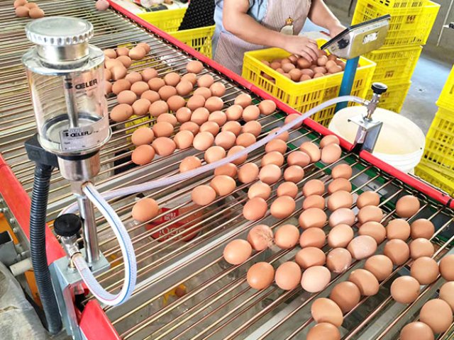 EGG CONVEYOR